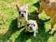 chiots bulldog fran&ccedil;ais a donner 