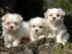 chiots bichon maltais &agrave; adopter 