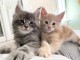 Chaton Maine coon &agrave; donner 