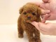 chiots cockapoo pour adoption 