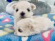 chiots bichon maltais &agrave; adopter 