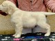 chiots golden retriever m&acirc;le a donner 