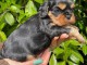 adoption chiot cavalier king charle 