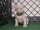 chiots bouledogue fran&ccedil;ais &agrave; donner 