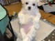 Chiots bichon maltais &agrave; adopter 