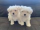 B&eacute;b&eacute; chiot bichon maltais disponible 