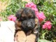 B&eacute;b&eacute; chiot berger allemand disponible 