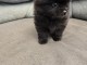 chiots spitz nain Pom&eacute;ranie &agrave; donner 