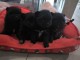 B&eacute;b&eacute; chiot spitz nain disponible 
