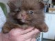 B&eacute;b&eacute; chiot spitz nain disponible 