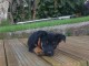 Chiots berger allemand disponible de suite 