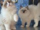 Chaton ragdoll femelle et m&acirc;le &agrave; donner 