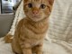 Je donne chaton roux disponible 