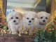 Adopter chiot bichon maltais 