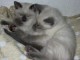 Adopter chaton siamois LOOF 