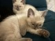 B&eacute;b&eacute; chaton siamois disponible &agrave; donner 