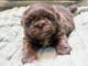 Chiots Shih Tzu &agrave; donner 