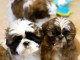 Chiots Shih Tzu &agrave; donner 