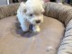 Chiots bichon maltais &agrave; adopter 