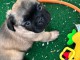 B&eacute;b&eacute; chiot bulldog fran&ccedil;ais m&acirc;le &agrave; donner 