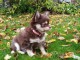 Je donne chiot chihuahua femelle