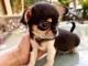 Adopter chiot chihuahua femelle 