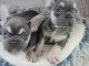 Magnifique chiot bouledogue fran&ccedil;ais 
