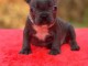 Adoption chiot bouledogue fran&ccedil;ais 