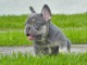 Disponible chiot bulldog fran&ccedil;ais 