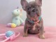 B&eacute;b&eacute; chiot bulldog fran&ccedil;ais m&acirc;le &agrave; donner 