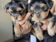 Chiots York m&acirc;le a donner 