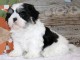 B&eacute;b&eacute; chiot Shih Tzu a donner m&acirc;le 
