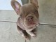 chiots bulldog fran&ccedil;ais m&acirc;le &agrave; donner 