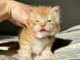 B&eacute;b&eacute; chaton roux disponible 