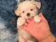 Chiots bichon maltais &agrave; adopter 