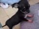 chiots chihuahua &agrave; adopter 