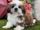 Adopter chiot Shih Tzu femelle 