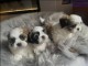 Dons chiot Shih Tzu disponible 