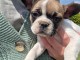 B&eacute;b&eacute; chiot bulldog fran&ccedil;ais m&acirc;le &agrave; donner 