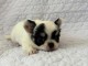 B&eacute;b&eacute; chiot chihuahua &agrave; adopter 