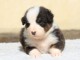 Je donne chiot berger australien 