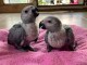 Perroquet gris Gabon adopter couple 