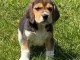 Chiots beagle a donner femelle 
