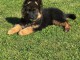 B&eacute;b&eacute; chiot berger allemand disponible 