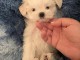 B&eacute;b&eacute; chiot bichon maltais a donner 