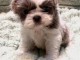 B&eacute;b&eacute; chiot Shih Tzu a donner 