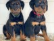 Chiots rottweiler disponible 