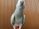 Adopter perroquet gris Gabon disponible 
