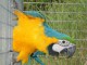 Disponible perroquet gris Gabon 