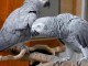 Perroquet gris Gabon a donner 